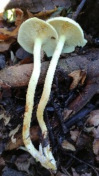 Hypholoma fasciculare