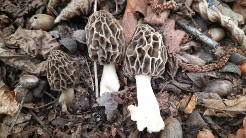 Morchella esculenta