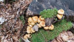 Kuehneromyces mutabilis