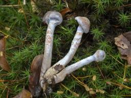 Cortinarius spilomeus