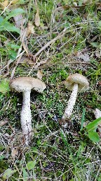 Leccinum scabrum