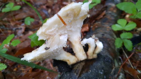 Polyporus tuberaster