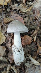 Amanita vaginata