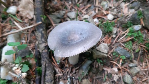 Russula azurea