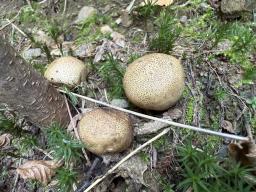 Scleroderma areolatum