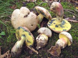 Butyriboletus fechtneri