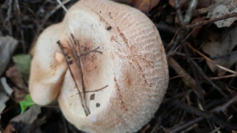 Paxillus involutus