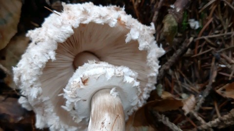 Chlorophyllum olivieri