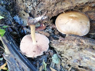 Pluteus cervinus