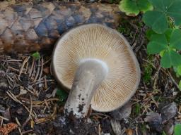 Lactarius picinus