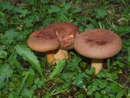 Lactarius helvus