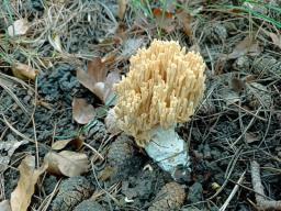 Ramaria grandipes