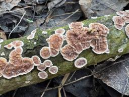 Heteroradulum kmetii