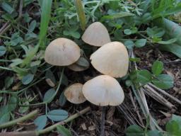 Conocybe fuscimarginata