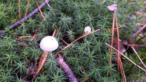 Mycena epipterygia