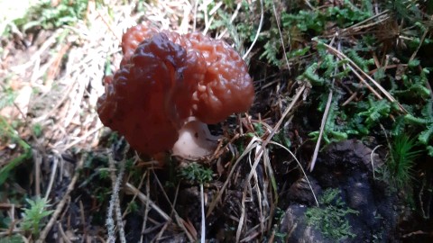 Gyromitra esculenta