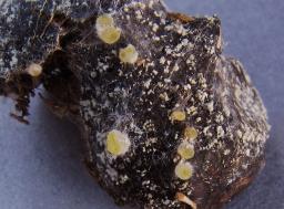 Ascobolus michaudii