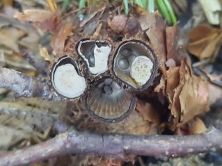 Cyathus striatus