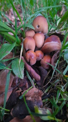 Coprinellus micaceus