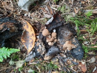 Asterophora lycoperdoides