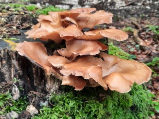 Panus conchatus