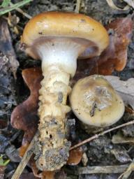 Cortinarius trivialis