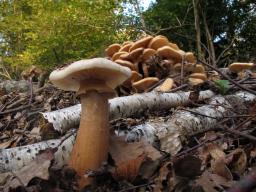 Armillaria mellea