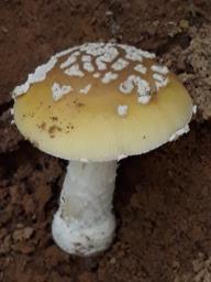 Amanita gemmata