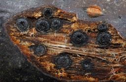 Massaria conspurcata