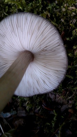 Pluteus atromarginatus