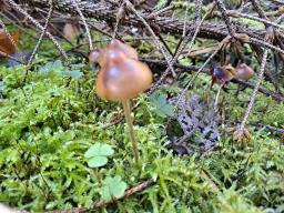 Psilocybe medullosa