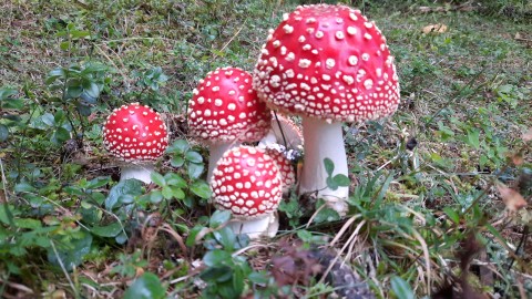 Amanita muscaria