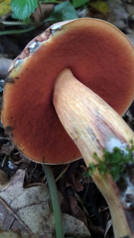 Suillellus luridus