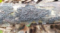 Rosellinia corticium