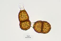 Puccinia smyrnii