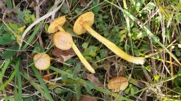 Hygrocybe acutoconica