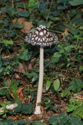 Coprinopsis picacea