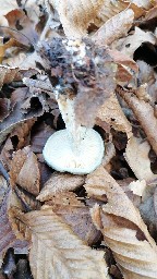 Clitocybe odora