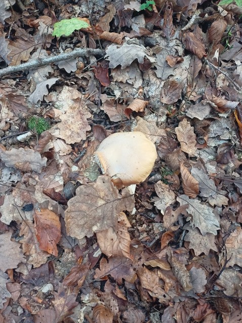 Cortinarius caperatus