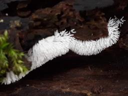 Ceratiomyxa fruticulosa