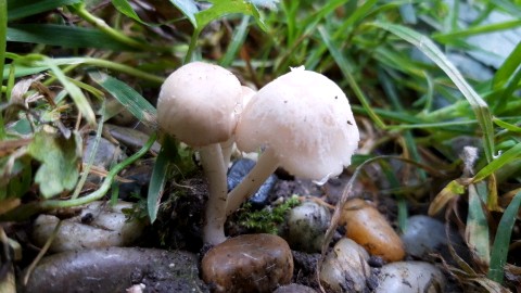 Candolleomyces candolleanus