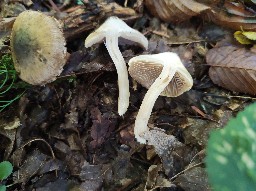 Inocybe corydalina