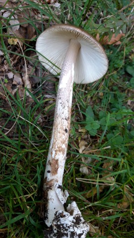 Amanita spadicea