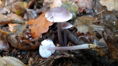 Mycena pura