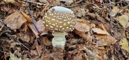 Amanita pantherina