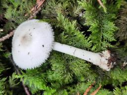 Volvariella hypopithys