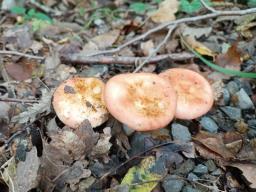 Russula prinophila