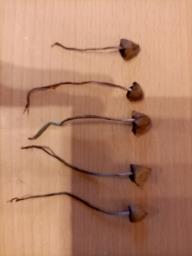 Psilocybe semilanceata