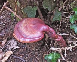 Ganoderma lucidum