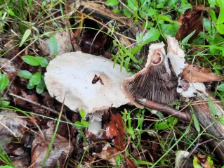 Agaricus sylvicola